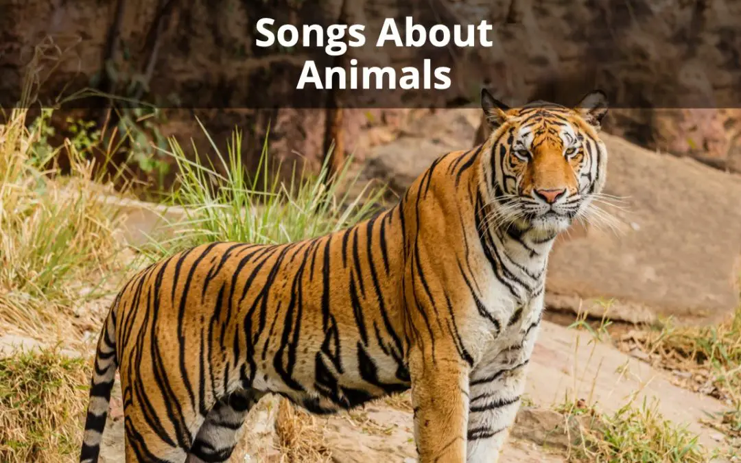 32 Most Beautiful Songs About Animals (Of All Time)